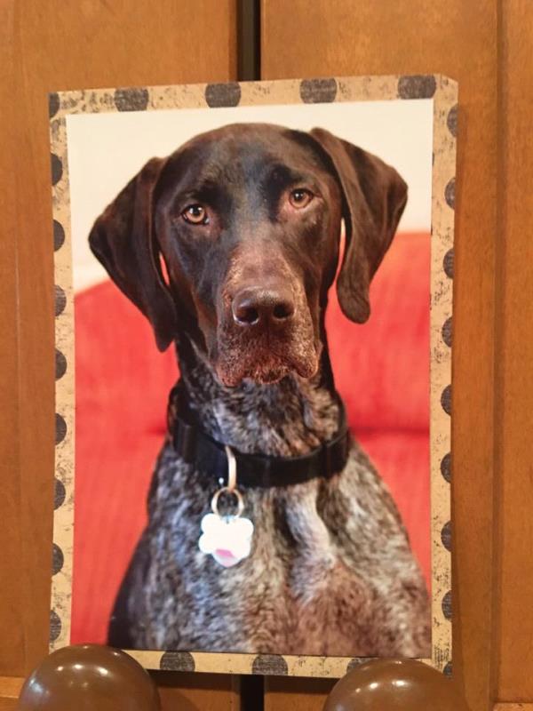 /Images/uploads/Southeast German Shorthaired Pointer Rescue/segspcalendarcontest2018/entries/8653thumb.jpg